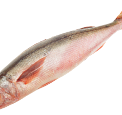 Червоноока с/м 300+