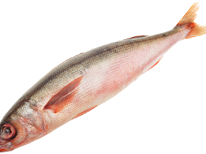 Червоноока с/м 300+