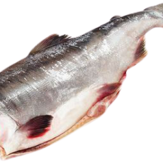 Горбуша свіжоморожена б/г патрана
