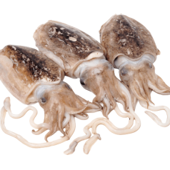 Каракатиця с/м, кг21-40(р)