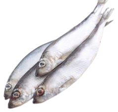 Салака с/м, кг Естонія