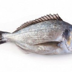 Дорадо охолоджена  600-800(р) Турція