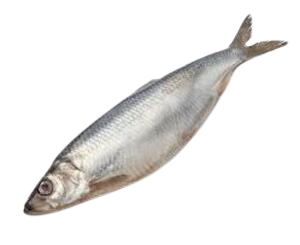 Оселедець слабосолений 350+(рр.) Ісландія