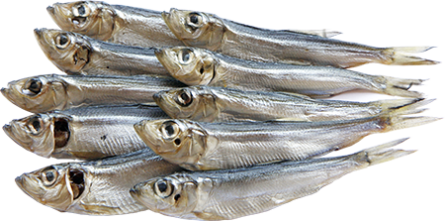 Салака в’ялена, кг